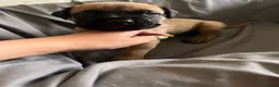 Presa Canario dogs for sale: Presa Canario Puppies Availale  - Advert 34