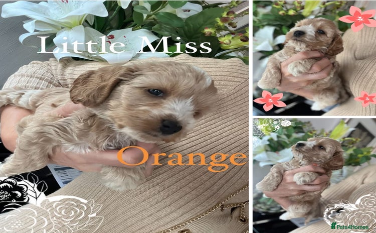 Cockapoo dogs - Advert 2