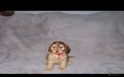 Cockapoo dogs for sale: Cockerpoo puppies  - Advert 3