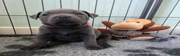 Staffordshire Bull Terrier dogs for sale: Champion BLUE STAFFORDSHIRE BULL TERRIER  in Burton-on-Trent - Advert 8
