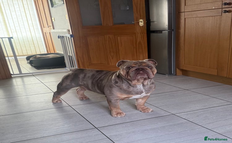 English Bulldog dogs - Advert 2