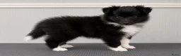 Shetland Sheepdog dogs for sale:  Last Available Boy – Unique Bi-Eyed Puppy💙🤎 - Advert 3