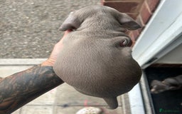 Dachshund dogs for sale: Miniature dachshund  - Advert 33