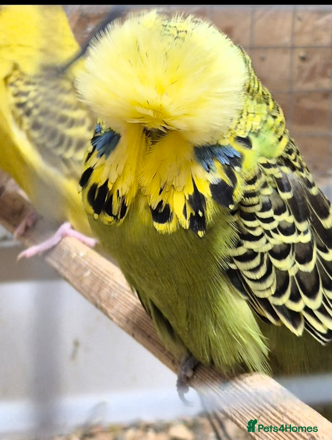 Budgerigars birds for sale: Main Cock for Breeders - Advert 3