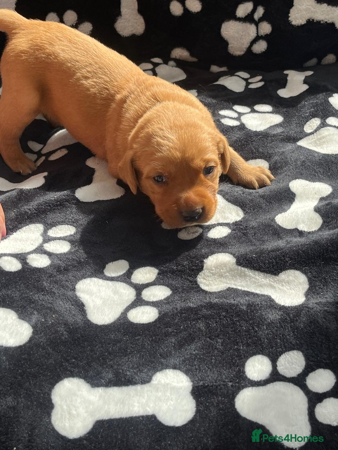 Labrador Retriever dogs for sale: 🐾 Beautiful Labrador Puppies🐾 - Image 13