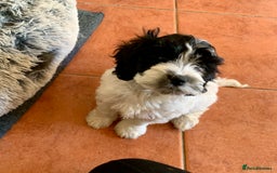 Cockapoo dogs for sale: F1 Cockapoo Puppies. READY NOW - Image 3