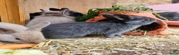Mixed Breed rabbits for sale: Baby bunny's  - Advert 11