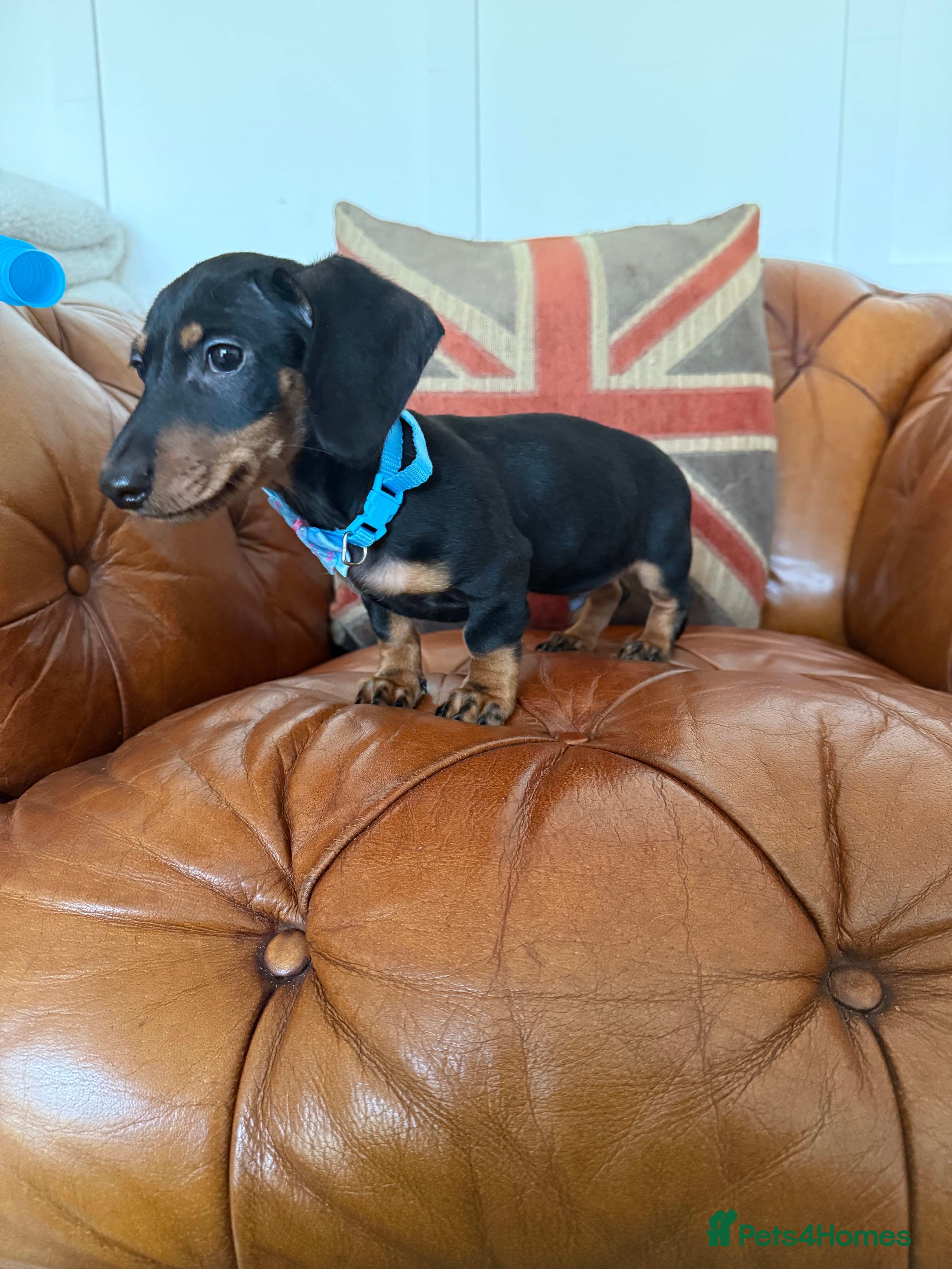 Miniature Dachshund dogs Beautiful Miniature Dachshunds 5 ⭐ License Breeder - Advert 2
