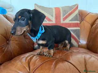 Miniature Dachshund dogs Beautiful Miniature Dachshunds 5 ⭐ License Breeder - Advert 2