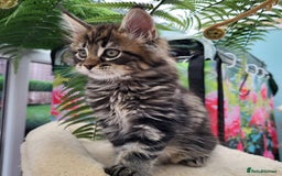Maine Coon cats for sale: Maine Coon kittens ready soon CF81  - Image 8