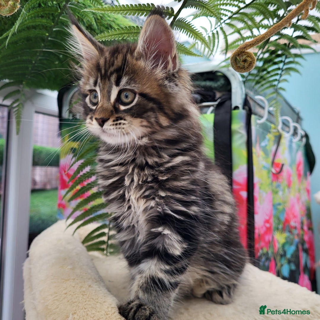 Maine Coon cats for sale: Maine Coon kittens ready soon CF81  - Image 8