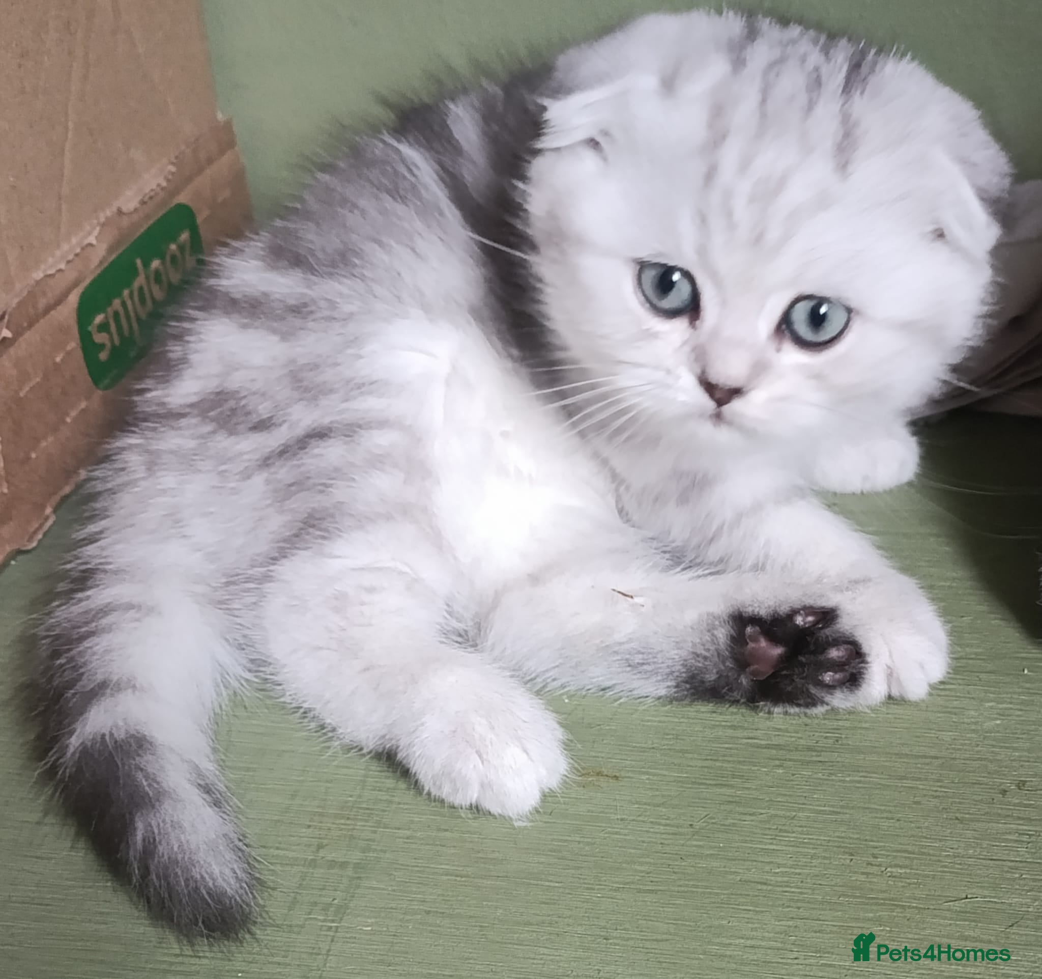 British Shorthair cats Beautiful  British Shorthair and Scottish kittens  - Advert 15