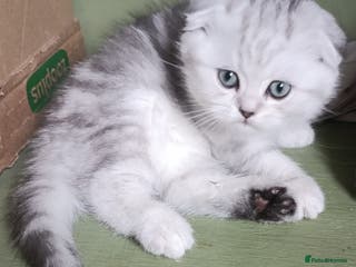 British Shorthair cats Beautiful British Shorthair and Scottish kittens - Advert 2