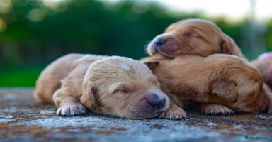Golden Retriever dogs - Advert 11