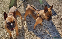 French Bulldog dogs for sale: 1 beautiful Chilled Male French Bulldog - Image 12