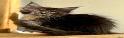Maine Coon cats for sale: Beautiful Maine Coon kittens - Advert 7