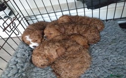 Cavapoo dogs for sale: F1 cavapoo puppies  - Image 1