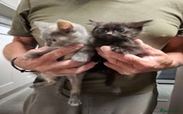 Mixed Breed cats for sale: 5 kittens ready to go  - Image 4
