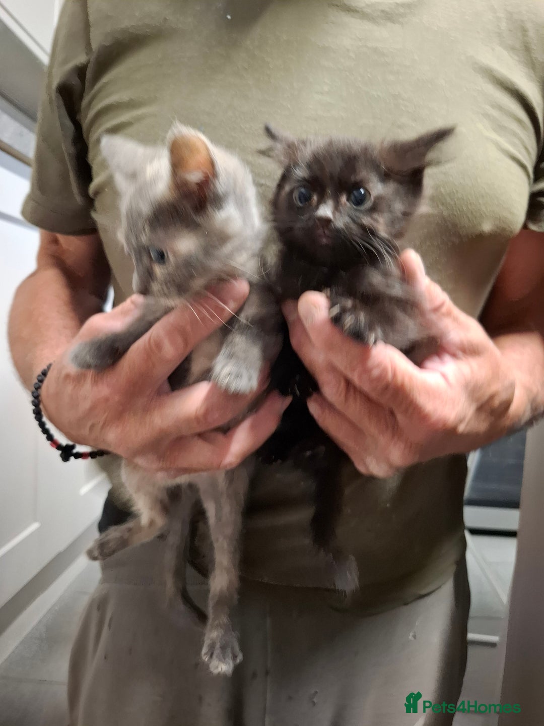 Mixed Breed cats for sale: 5 kittens ready to go  - Image 4