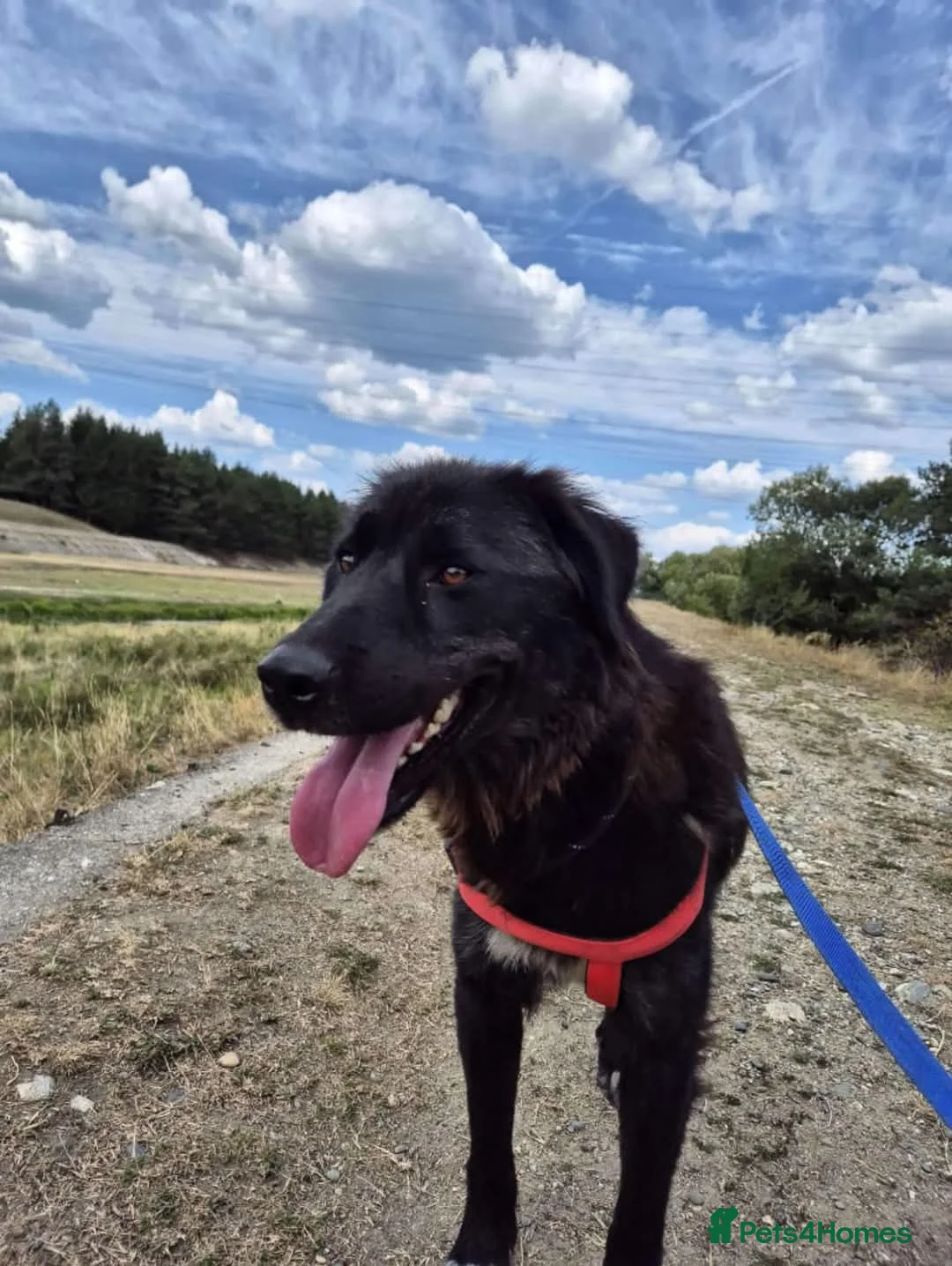 Mixed Breed dogs for adoption: Meet Bryony, currently residing in Kent in Maidstone - Advert 6