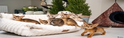 Abyssinian cats for sale: 6 Amazing Abyssinians, Extra Lovlely Personality - Advert 6