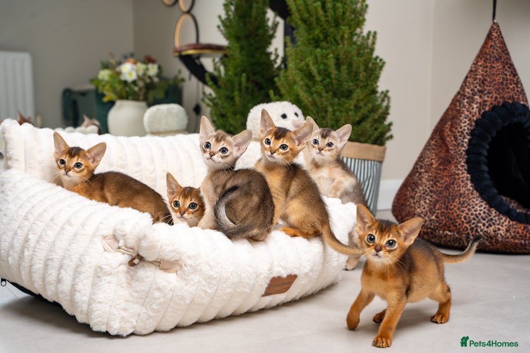 Abyssinian cats for sale: 6 Amazing Abyssinians, Extra Lovlely Personality - Advert 6