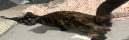 Mixed Breed cats for sale: 🐾 Gorgeous Tortoise shell Female 🐾 - Advert 3