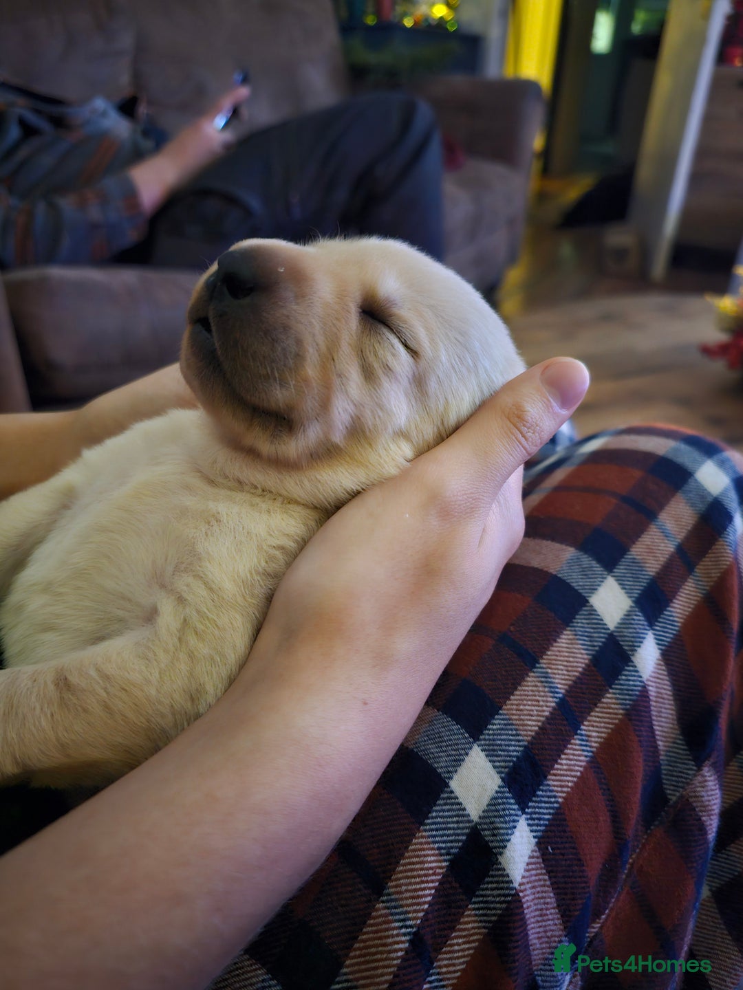 Labrador Retriever dogs for sale: 🐾 Labrador Puppies – Ready Early January 🐾 - Advert 29