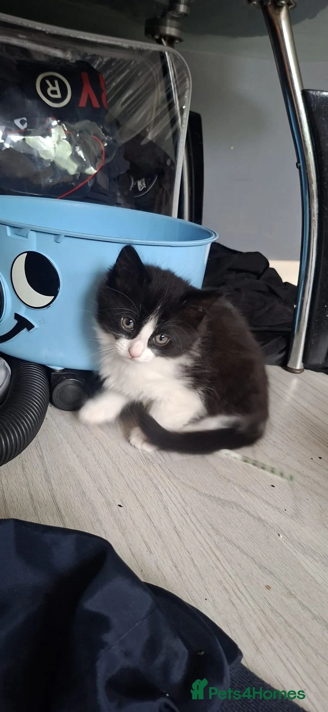 Mixed Breed cats for sale: Ragdoll cross kittens  - Advert 2