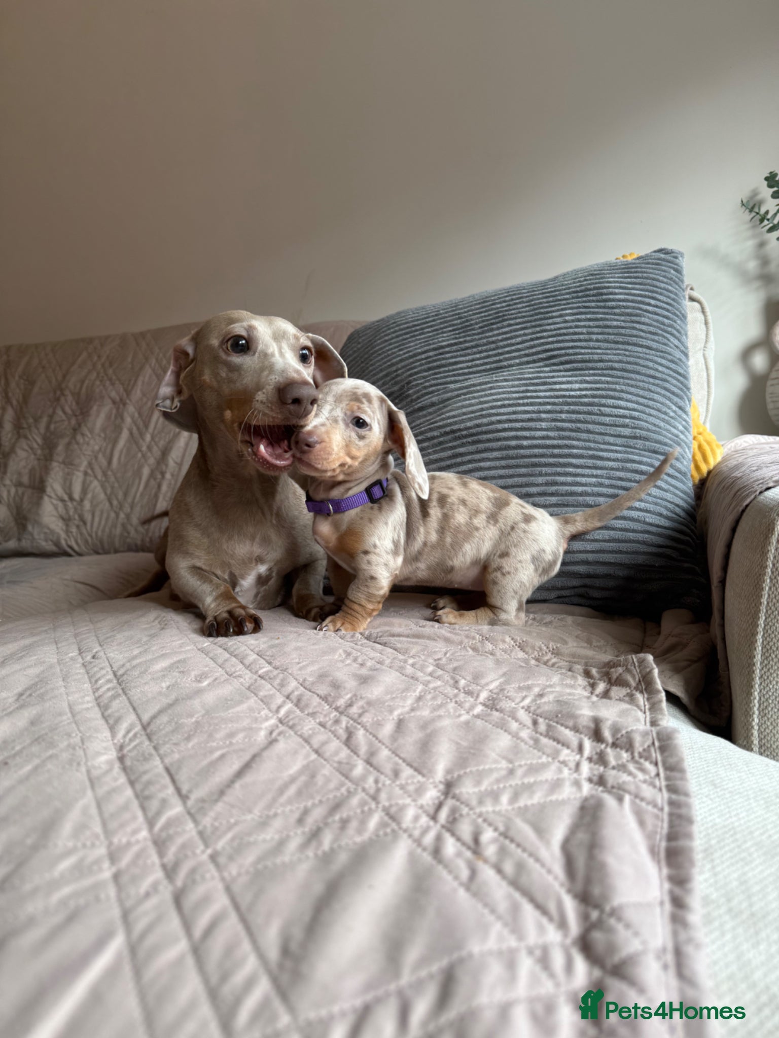 Miniature Dachshund dogs Champion Bloodline - Miniature Dachshund Puppies - Advert 6
