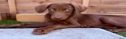 Mixed Breed dogs for sale: Waiting to Go -Stunning Husky Shepherd x Weim Boys - Advert 16