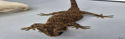 Gecko reptiles for sale: Proven breeder Orange blotch gargoyle gecko  - Advert 5