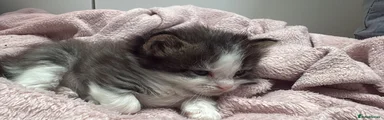 Mixed Breed Kitten 2