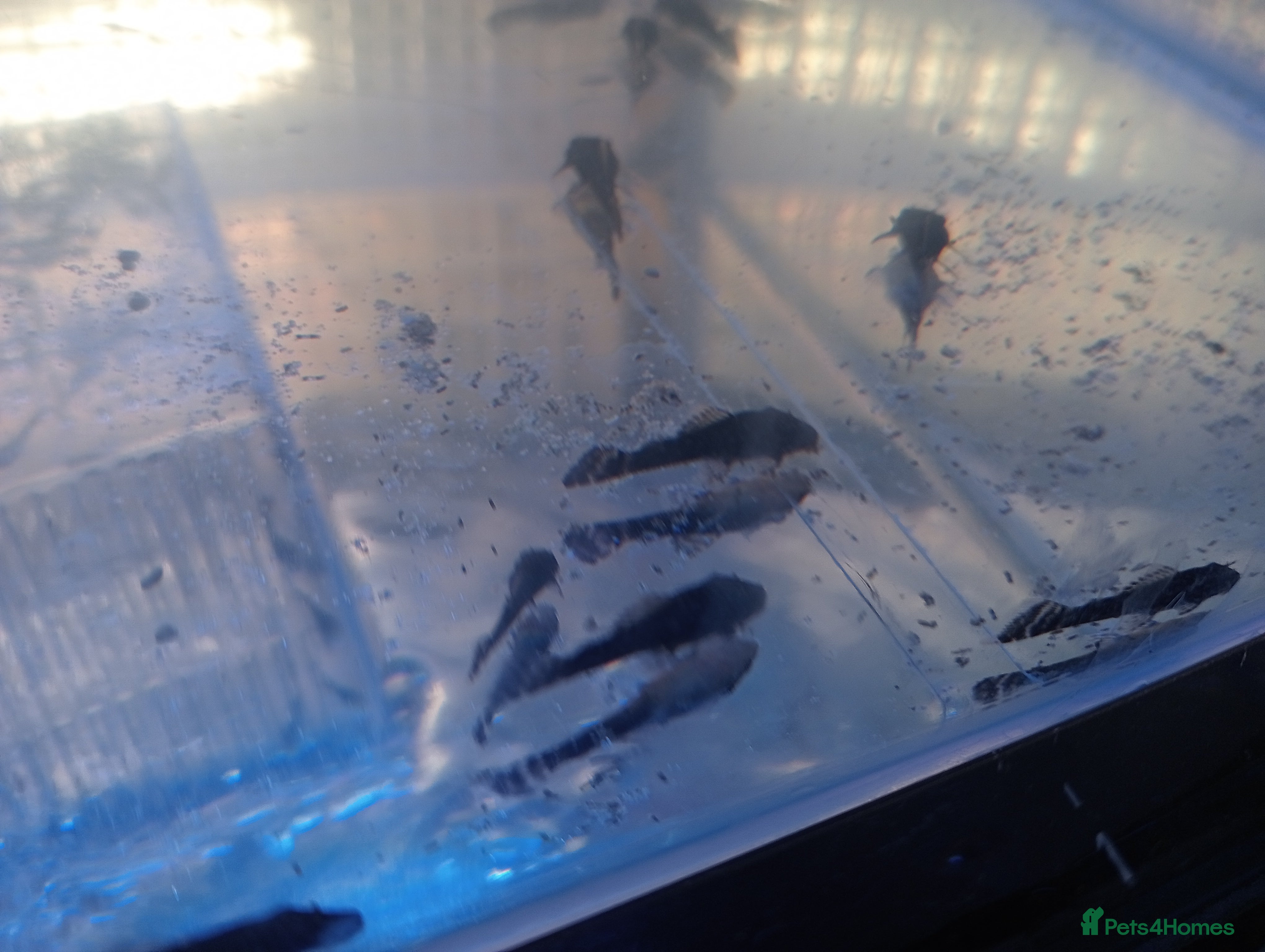Plecos fish Baby Bristlenose Plecos - Advert 2