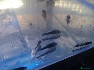 Plecos fish Baby Bristlenose Plecos - Advert 2