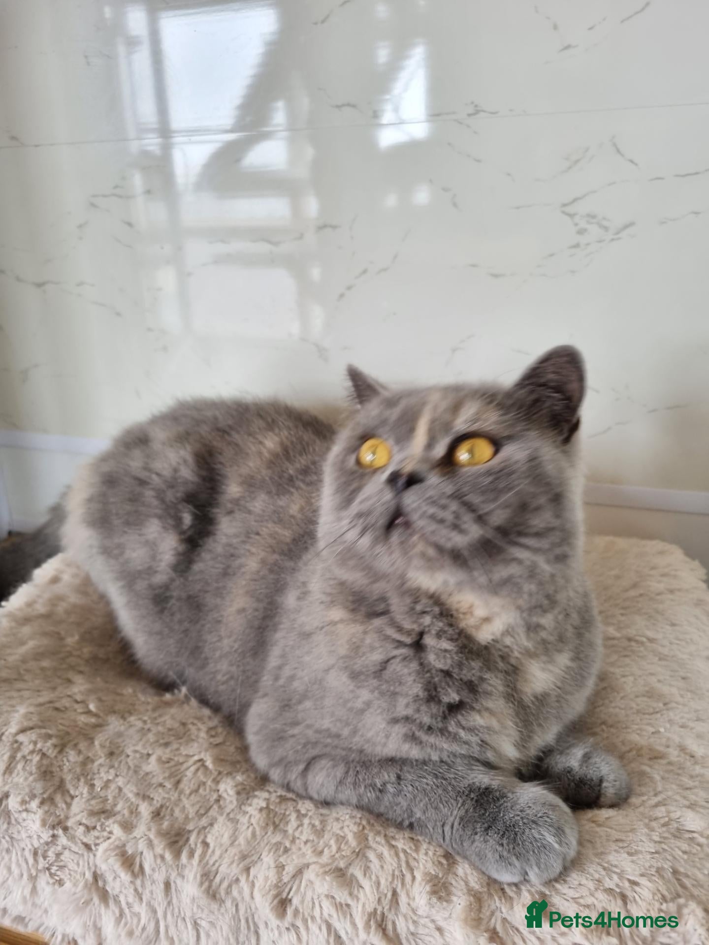 British Shorthair cats British Shorthair girl.  - Advert 16