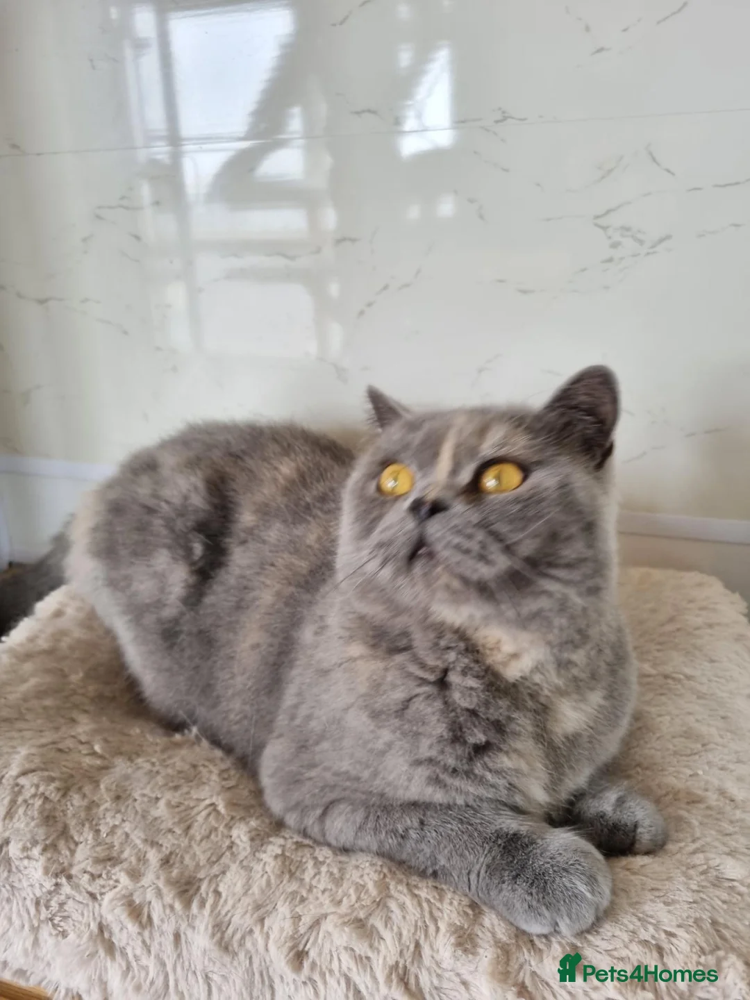 British Shorthair cats for sale: British Shorthair girl.  - Advert 1