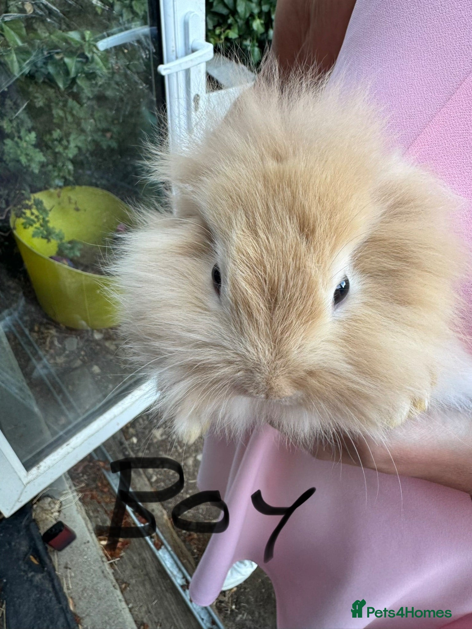 Lionhead rabbits Lop lionheads- ready now - Advert 1