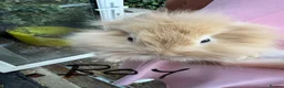 Lionhead rabbits for sale: Lop lionheads- ready now - Advert 1