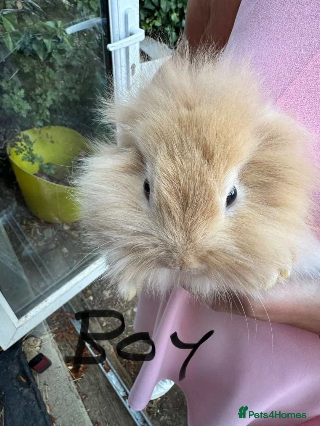 Lionhead rabbits for sale: Lop lionheads- ready now - Advert 1