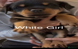 Rottweiler dogs for sale: Rottweiler one off Beautiful Litter - Image 6