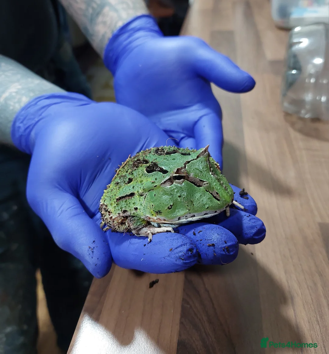 Frog reptiles for sale: Ornate horned Pacman Frog  - Advert 2