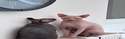 Oriental cats for sale: Couple of cats - Advert 10