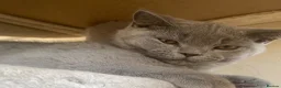 British Shorthair cats for sale: Championship line GCCF British Shorthair Kittens - Advert 31