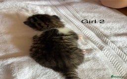 Domestic Shorthair cats for sale: 4 kittens for sale  - Image 5