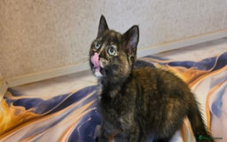 Mixed Breed cats for sale: Female kitten - Image 1