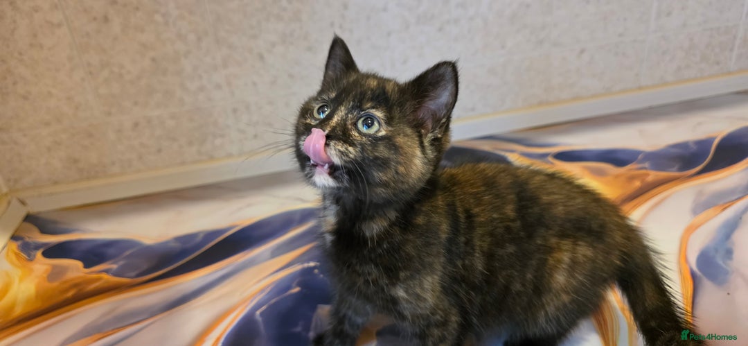 Mixed Breed cats for sale: Female kitten - Image 1