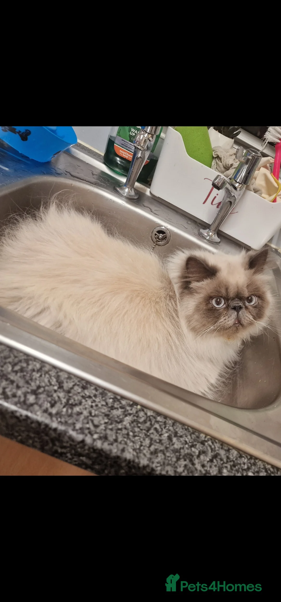 Himalayan cats for sale: Big bundle of love clyde - Advert 4