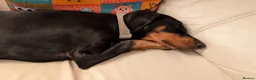 Dobermann dogs for sale: Amazing Doberman Girl 20 week old  in Skelmersdale - Advert 5