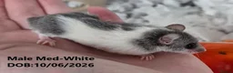 Mouse rodents for sale: 🐿️ Micro squirrels, African Pygmy dormouse - Advert 8